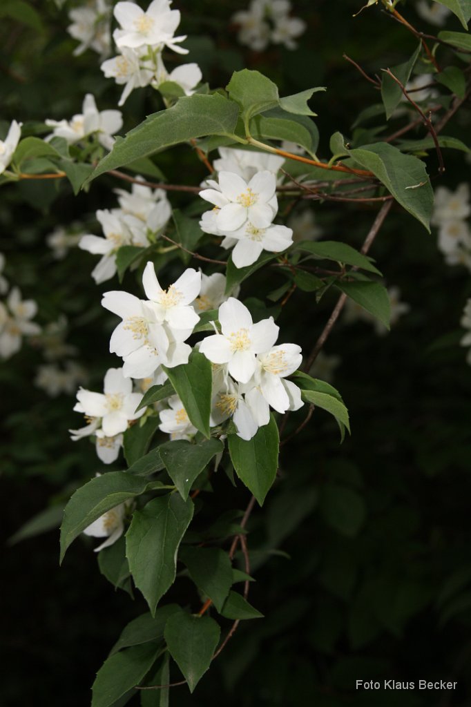 2011-06-22_KB (18).JPG